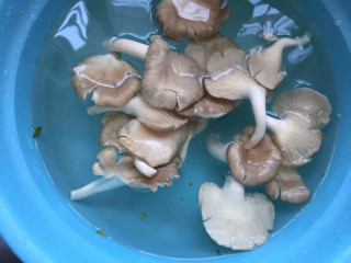 青菜平菇鸡蛋汤,准备平菇几朵